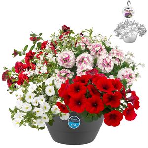 Afbeelding van Hp27 multi Mix 09